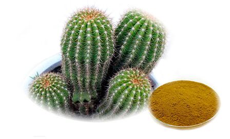 Hoodia gordoni Reduslim-en zati gisa
