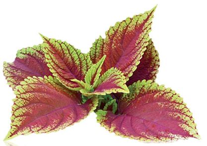 coleus forskolia Reduslim-en zati gisa